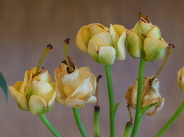 Foto: Dr. Peter Müller